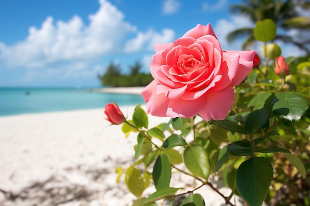 Un primo piano di una rosa con una spiaggia tropicale sullo sfondo