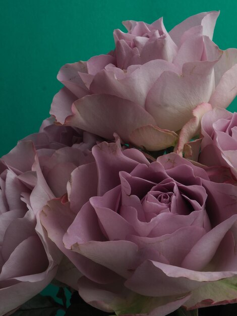 Un primo piano di una rosa rosa con la parola rosa su di esso