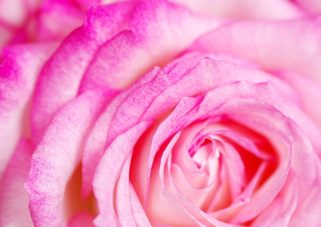 Un primo piano di una rosa rosa