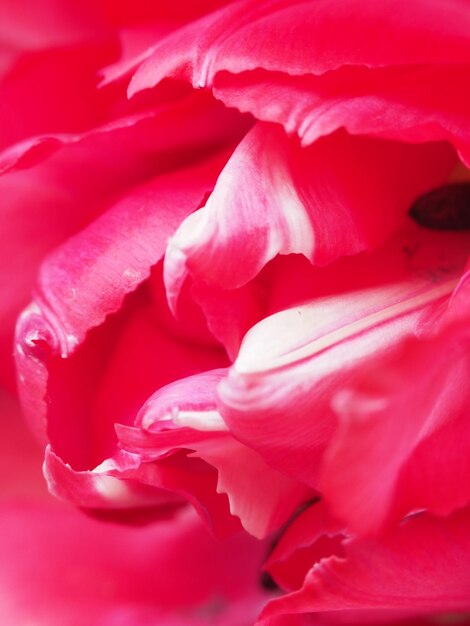 un primo piano di una rosa rossa