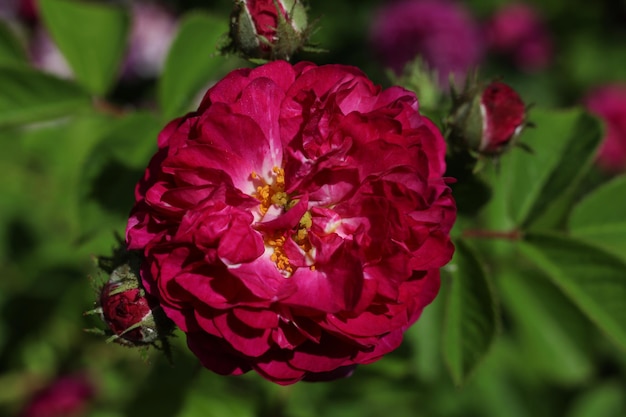 un primo piano di una testa di fiore rosa brillante