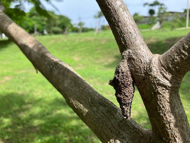 Un primo piano di uno Psychidae appeso a un ramo di un albero del giardino