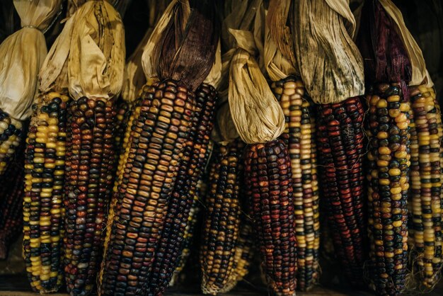 Un primo piano o corno indiano secco allegro e colorato