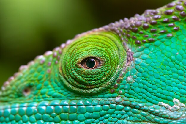 Un primo piano, ripresa macro di un camaleonte verde