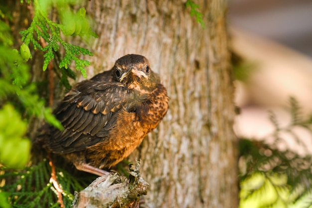 Un pulcino di tordo è seduto su un ramo di un albero L'uccello è un piccolo merlo seduto sull'albero