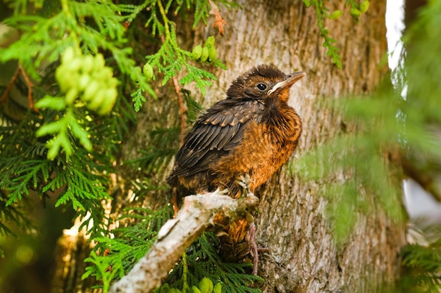 Un pulcino di tordo è seduto su un ramo di un albero L'uccello è un piccolo merlo seduto sull'albero