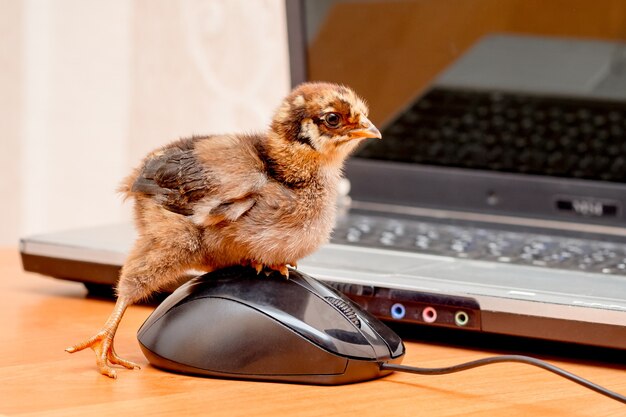 Un pulcino fa clic sul pulsante del mouse di un computer_