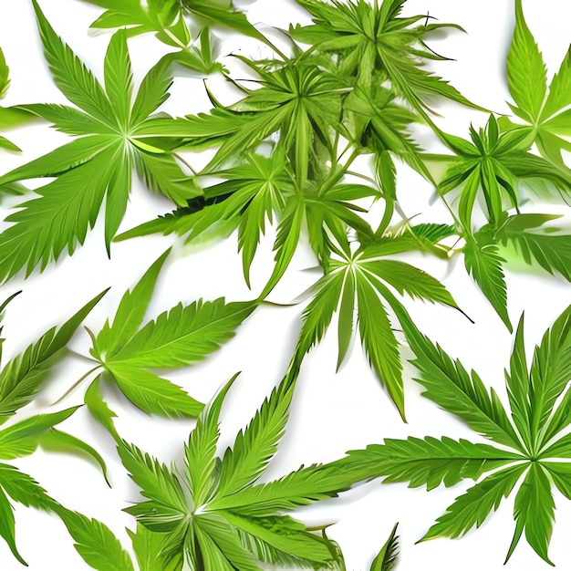 Un quadro della cannabis per i prodotti a base di cannabis