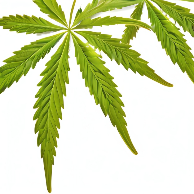 Un quadro della cannabis per la legalizzazione della marijuana