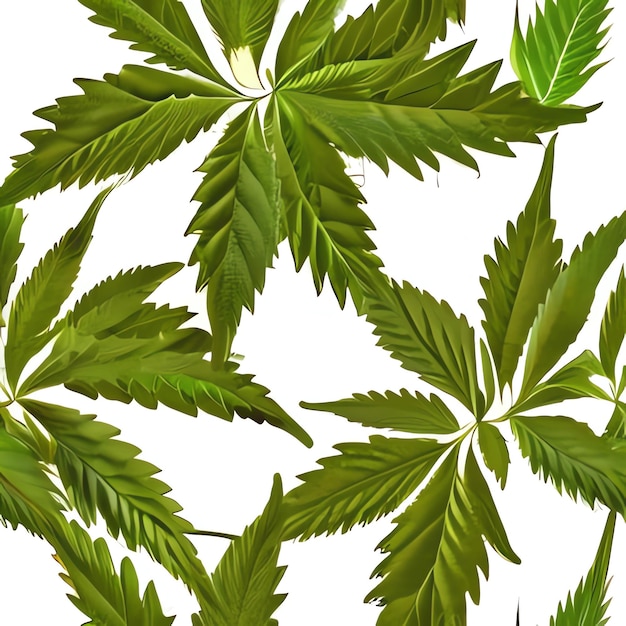 Un quadro della cannabis per le varietà di cannabis