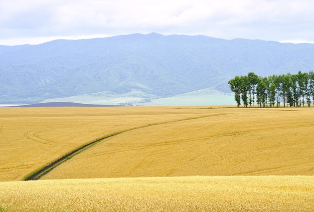 Un raccolto di grano maturo su una pianura ondulata della steppa sullo sfondo di colline e montagne sotto un cielo nuvoloso, tracce di macchine agricole. Siberia, Russia