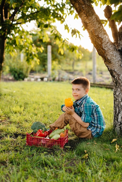 Un ragazzino è seduto sotto un albero in giardino con un'intera scatola di verdure mature al tramonto. Agricoltura, raccolta. Prodotto ecologico.