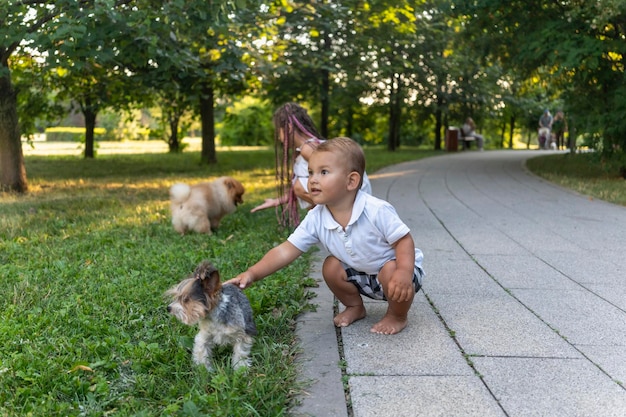 Un ragazzo e una ragazza con le trecce africane stanno accarezzando yorkshire terrier e cani pomeranian che camminano dentro