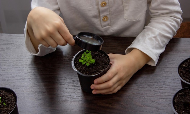 Un ragazzo guarda attraverso una lente di ingrandimento un fiore che cresce in un vaso di fiori