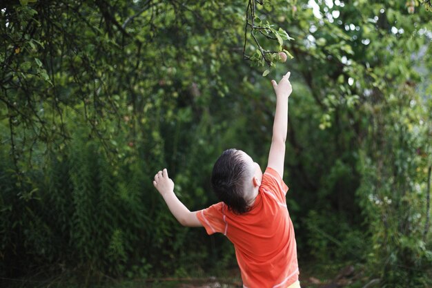Un ragazzo raccoglie una mela da un albero