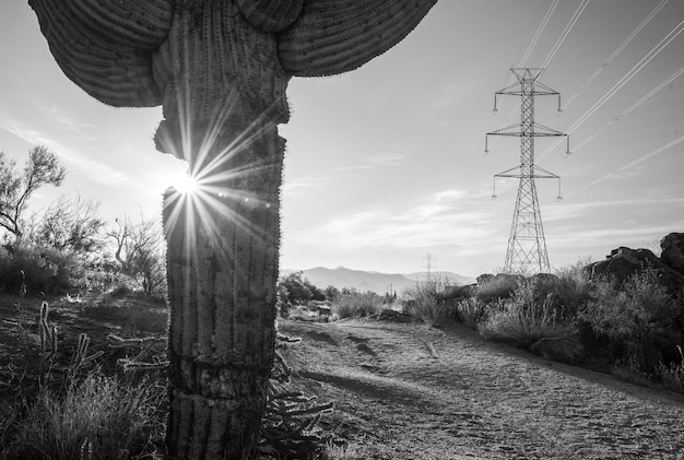 Un raggio di sole attraverso il cactus saguaro con piloni elettrici e montagne