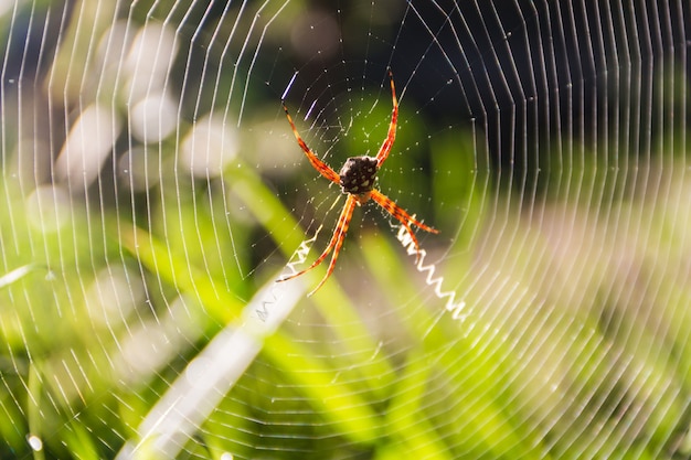 Un ragno Argiope lobata Pallas, sulla sua tela in giardino