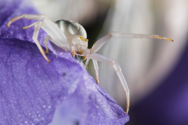 Un ragno bianco sulla foglia viola dell'iride