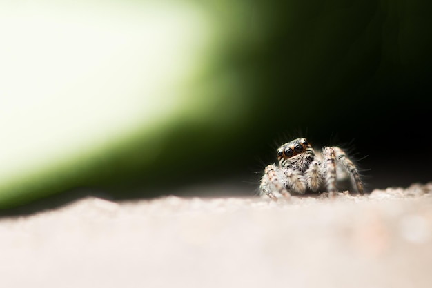 Un ragno che salta su uno sfondo grigio e verde