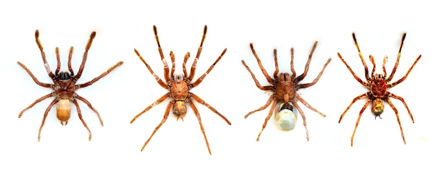 Un ragno e un insetto sono su uno sfondo bianco.