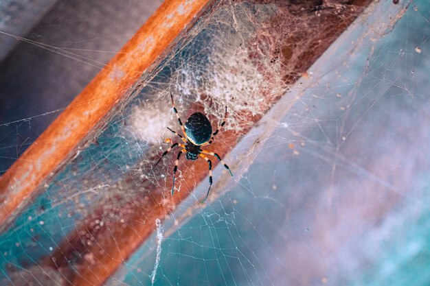 Un ragno si trova in una ragnatela con la sua tela aperta.