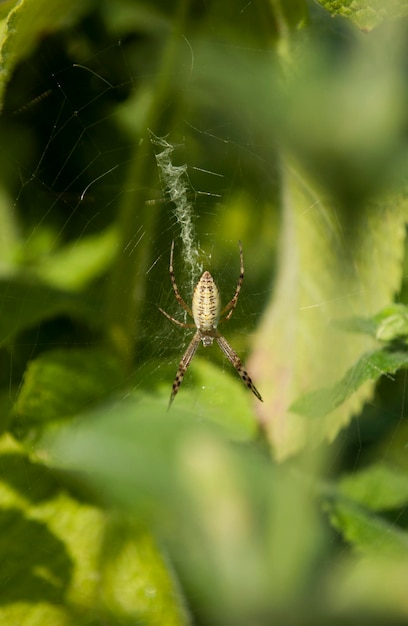 Un ragno si trova in una ragnatela nell'erba.