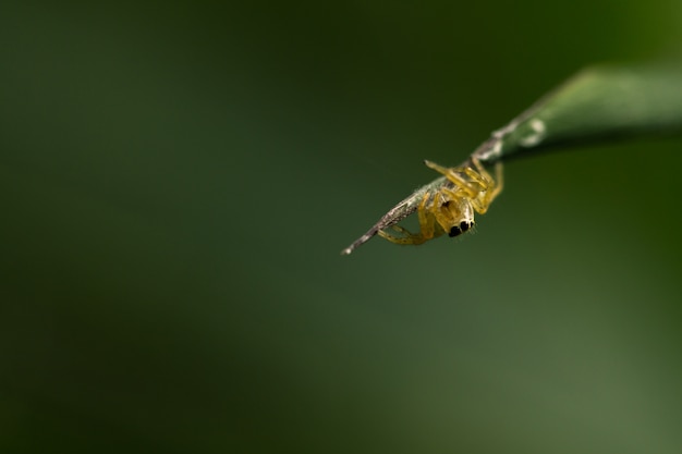 Un ragno su sfondo verde sfocato