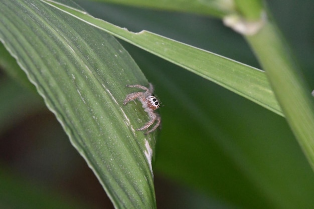 Un ragno su una foglia con una striscia bianca e nera sulla faccia.