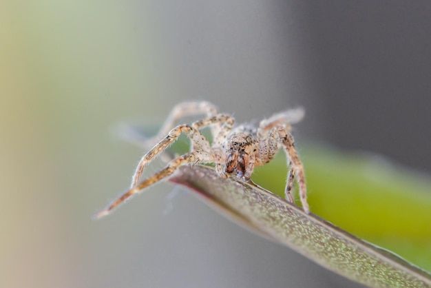 Un ragno su una pianta con una foglia verde.