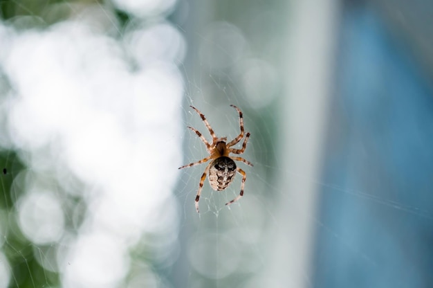 Un ragno su una ragnatela in giardino