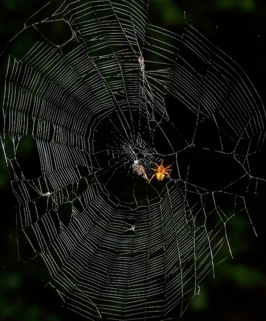 Un ragno sul web con insetti intrappolati