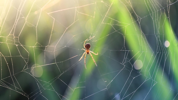 Un ragno sulla sua tela al mattino in primavera