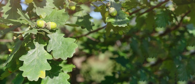 Un rametto di quercia con ghiande sotto i raggi del sole