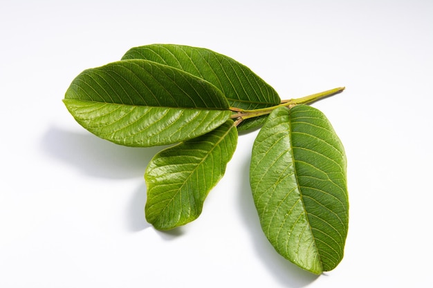 Un rametto di un albero di guava su sfondo bianco