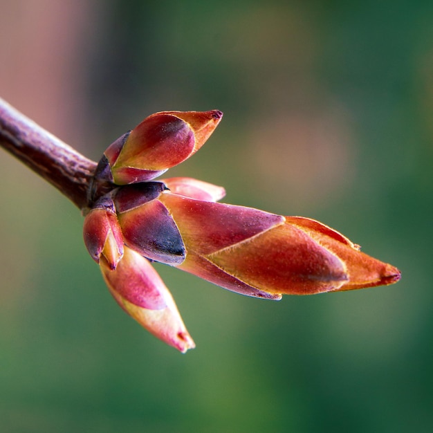 Un rametto di un giovane albero è pronto a sbocciare in primavera