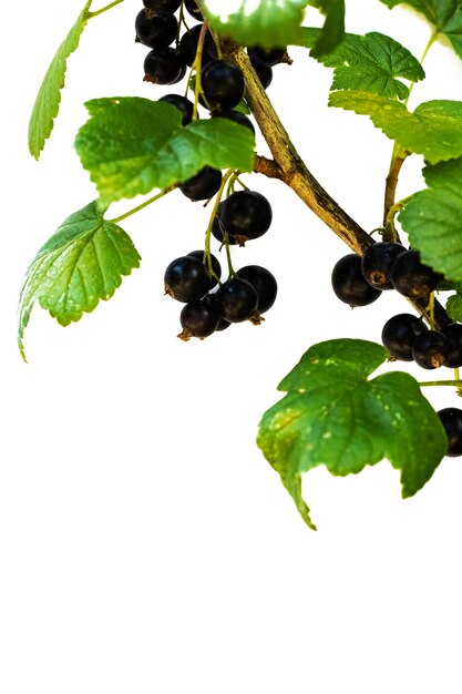 Un ramo con bacche di ribes nero isolato su un bianco