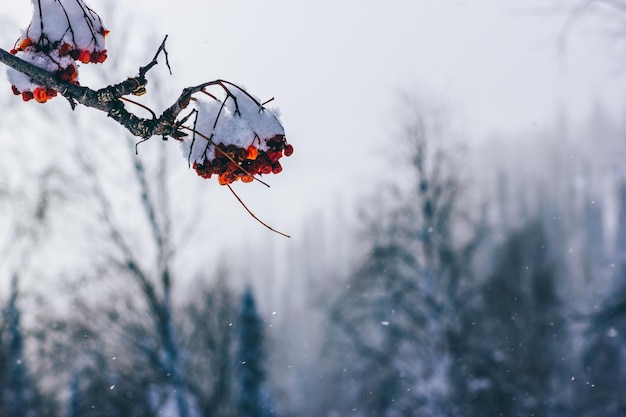 Un ramo con bacche di sorbo ricoperte di neve sullo sfondo di nevicate in una foresta innevata Sfondo invernale dai toni