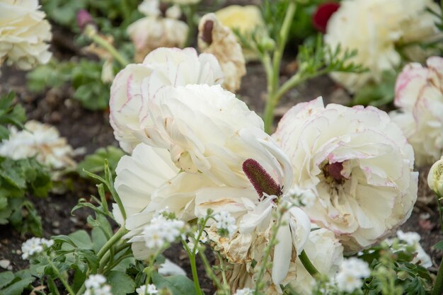 Un ramo con fiori di sakura un bellissimo sfondo primaverile