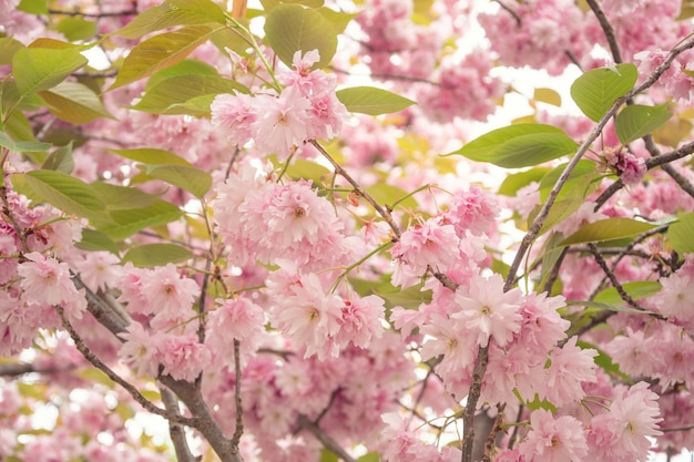 Un ramo con fiori di sakura un bellissimo sfondo primaverile