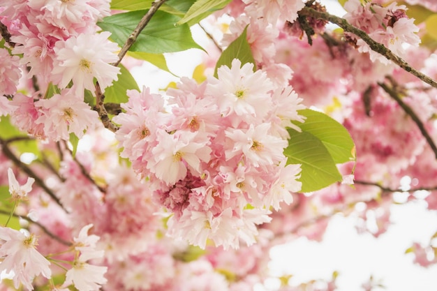 Un ramo con fiori di sakura un bellissimo sfondo primaverile
