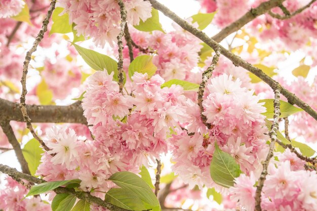 Un ramo con fiori di sakura un bellissimo sfondo primaverile