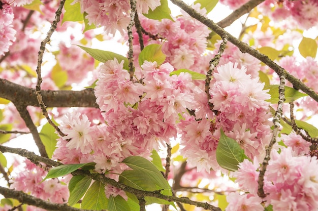 Un ramo con fiori di sakura un bellissimo sfondo primaverile