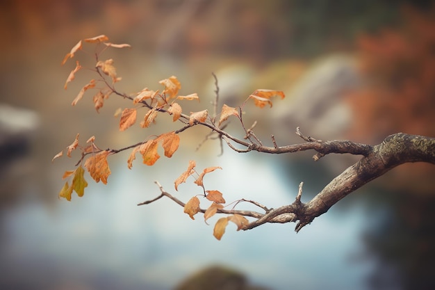 Un ramo con foglie autunnali in primo piano con un fiume sullo sfondo.
