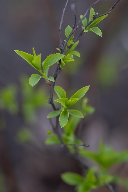 Un ramo con foglie giovani in condizioni naturali in primavera