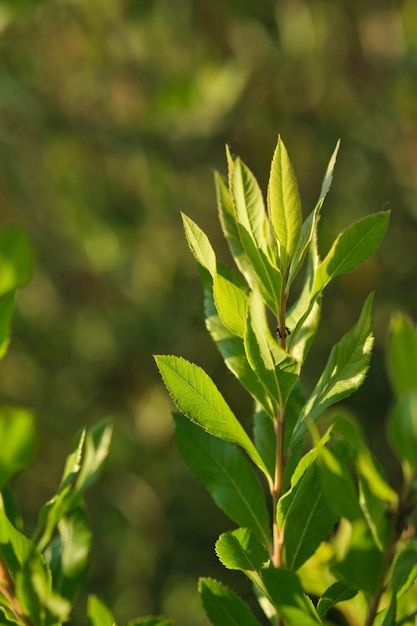 Un ramo con foglie giovani in condizioni naturali in primavera