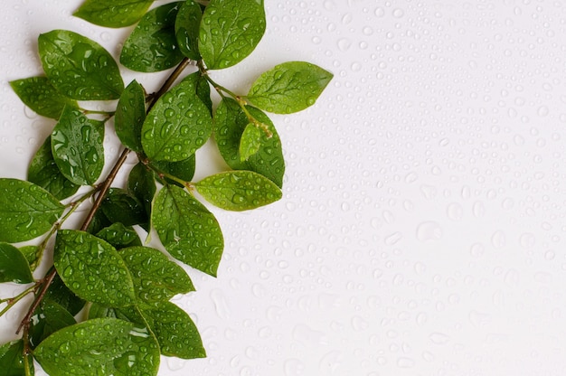 Un ramo con foglie verdi nell'angolo in alto a sinistra su uno sfondo bianco con spazio per testo e gocce d'acqua