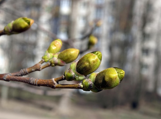 Un ramo con gemme di una natura primaverile di acero agrifoglio