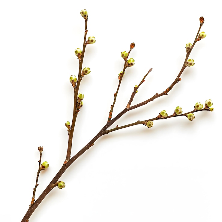 Foto un ramo con la parola " primavera " sopra