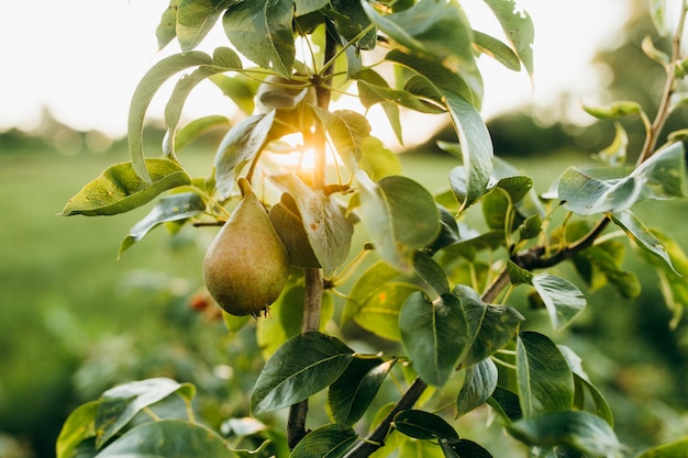 Un ramo con pere che catturano la luce del sole