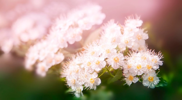 un ramo con piccoli fiori bianchi su sfondo rosa